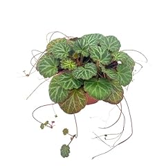Strawberry begonia inch for sale  Delivered anywhere in USA 