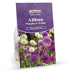 Jamieson brothers allium for sale  Delivered anywhere in UK