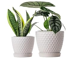 Docrin ceramic plant for sale  Delivered anywhere in USA 