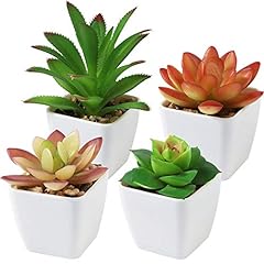 Cqure set succulents for sale  Delivered anywhere in USA 