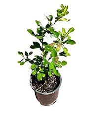 Kaffir lime plant for sale  Delivered anywhere in USA 