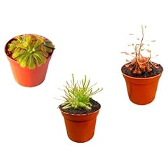 Mix drosera plants for sale  Delivered anywhere in UK