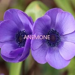 Anemone usato  Spedito ovunque in Italia 