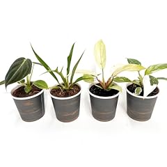 Philodendron collection essent for sale  Delivered anywhere in USA 