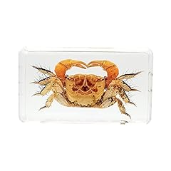 Real crab insect for sale  Delivered anywhere in USA 
