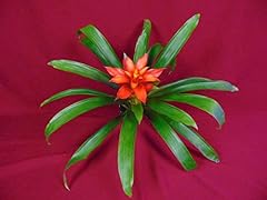 Guzmania lingulata scarlet for sale  Delivered anywhere in USA 