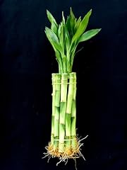 Bamboo stalks inches for sale  Delivered anywhere in USA 