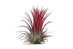 Air plant easy for sale  Delivered anywhere in Ireland