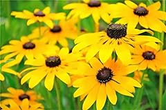 Rare flower seeds for sale  Delivered anywhere in USA 