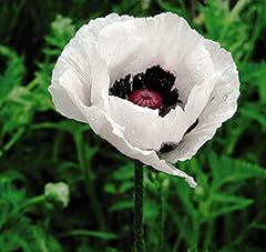 Papaver poppy orientale for sale  Delivered anywhere in UK