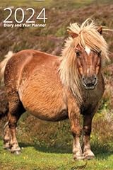 2024 shetland pony for sale  Delivered anywhere in Ireland