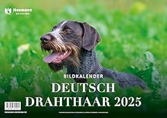 Deutsch drahthaar 2025 gebraucht kaufen  Wird an jeden Ort in Deutschland