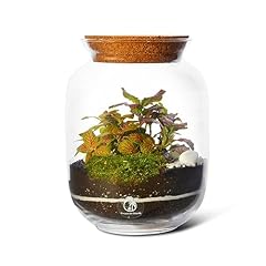 Closed diy terrarium for sale  Delivered anywhere in UK