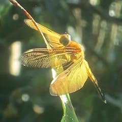 Dragonfly usato  Spedito ovunque in Italia 