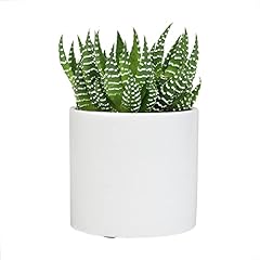 Haworthia succulent plant for sale  Delivered anywhere in USA 