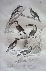 Gravure oiseaux buffon. d'occasion  Livré partout en France