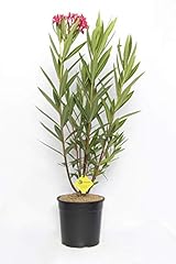 Plantì nerium oleander usato  Spedito ovunque in Italia 