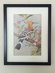 Mounted framed hoopoe for sale  Delivered anywhere in UK