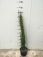Cupressus sempervirens totem usato  Spedito ovunque in Italia 