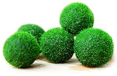 Marimo moss boule d'occasion  Livré partout en France