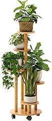 Bamboo corner plant for sale  Delivered anywhere in UK
