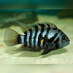 Convict cichlid 1inch for sale  Delivered anywhere in USA 