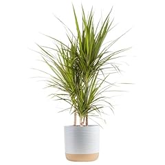 Costa farms live for sale  Delivered anywhere in USA 