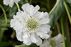 Scabiosa scabious fama for sale  Delivered anywhere in Ireland