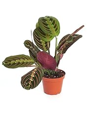 Shop succulents maranta for sale  Delivered anywhere in USA 