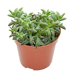 Rare succulent inch for sale  Delivered anywhere in USA 