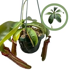 Nepenthes miranda starter for sale  Delivered anywhere in USA 