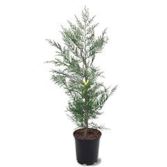 Leyland cypress fast for sale  Delivered anywhere in USA 
