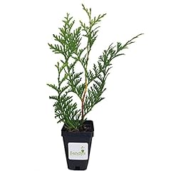 Sandys nursery online for sale  Delivered anywhere in USA 