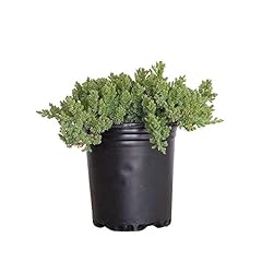 Procumbens nana juniper for sale  Delivered anywhere in USA 