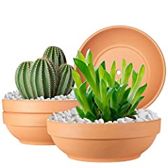 Clay pots plants for sale  Delivered anywhere in USA 