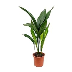 Cast iron plant for sale  Delivered anywhere in USA 