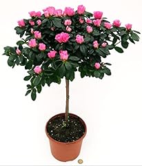 Powers flowers azalea usato  Spedito ovunque in Italia 