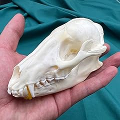 Zczc taxidermy exquisite for sale  Delivered anywhere in USA 