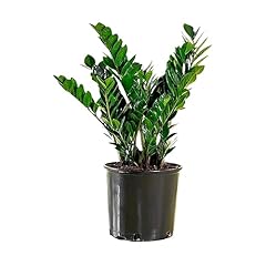 American plant live for sale  Delivered anywhere in USA 