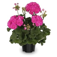 Pink geranium plants for sale  Delivered anywhere in USA 