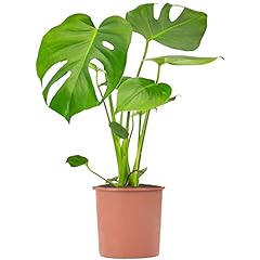 Swiss cheese plant for sale  Delivered anywhere in UK