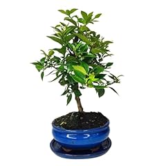 Giardini giulia bonsai usato  Spedito ovunque in Italia 