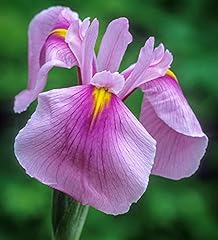 Iris rose queen for sale  Delivered anywhere in UK