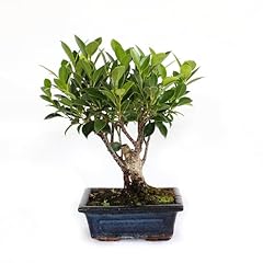 Kentis bonsai ficus usato  Spedito ovunque in Italia 