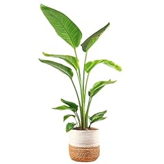 Costa farms white for sale  Delivered anywhere in USA 