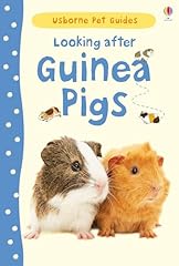 Looking guinea pigs for sale  Delivered anywhere in UK