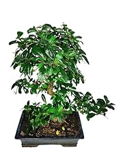 Giardini giulia bonsai usato  Spedito ovunque in Italia 