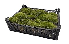 Full tray live for sale  Delivered anywhere in UK