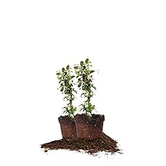 Perfect plants confederate for sale  Delivered anywhere in USA 