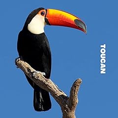 Toucan for sale  Delivered anywhere in UK